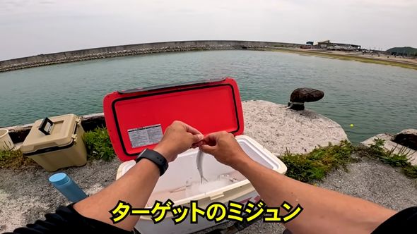 漁港で釣り上げたニシンの仲間であるミジュン