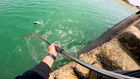 タモを使って知人が引き寄せた魚をすくおうとする投稿者