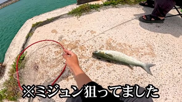 投稿者の知人が釣り上げた大きなボラ