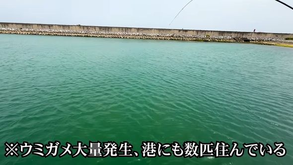 漁港に生息しているウミガメが食いついた