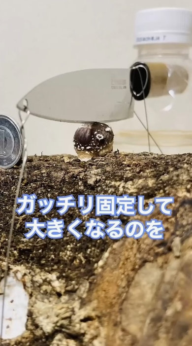 原木 シイタケ 上 包丁 固定 育てた 結果 実験 成長過程