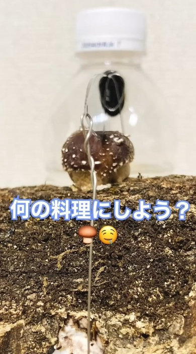 原木 シイタケ 上 包丁 固定 育てた 結果 実験 成長過程