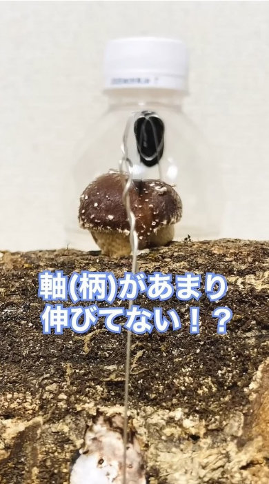 原木 シイタケ 上 包丁 固定 育てた 結果 実験 成長過程