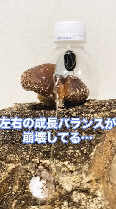 原木 シイタケ 上 包丁 固定 育てた 結果 実験 成長過程
