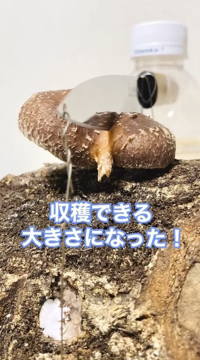 原木 シイタケ 上 包丁 固定 育てた 結果 実験 成長過程