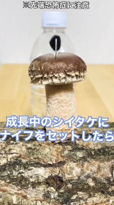 原木 シイタケ 上 包丁 固定 育てた 結果 実験 成長過程