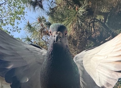 鳩 写真