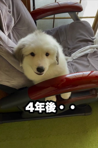 グレート・ピレニーズ