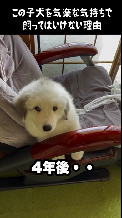 グレート・ピレニーズ