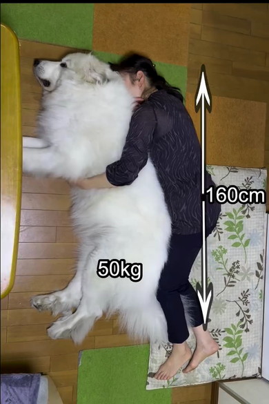 グレート・ピレニーズ