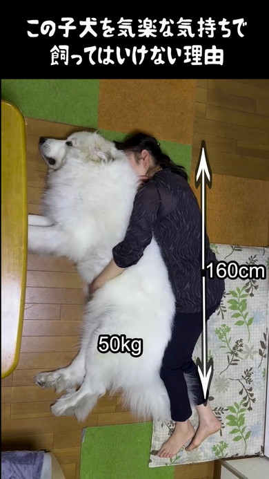 グレート・ピレニーズ