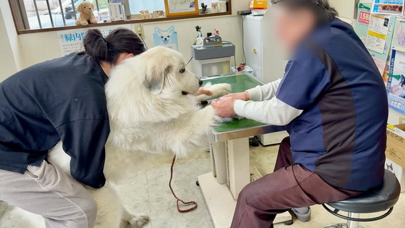 グレート・ピレニーズ