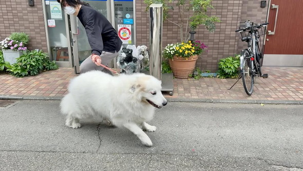 グレート・ピレニーズ