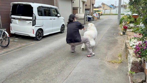 グレート・ピレニーズ