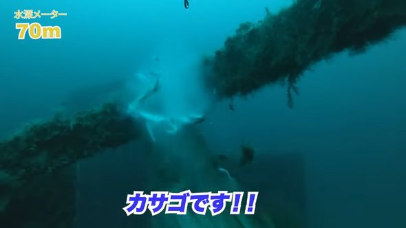 アジの腹部を食い破って逃走するカサゴ