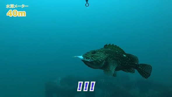 アジを丸のみするカサゴ