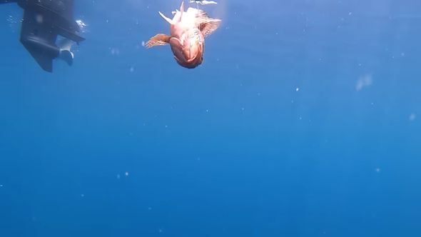 釣り上げられるカサゴ