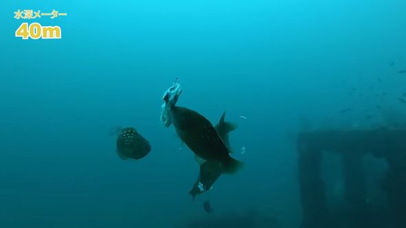 アジの胴体にかぶりつくベラ