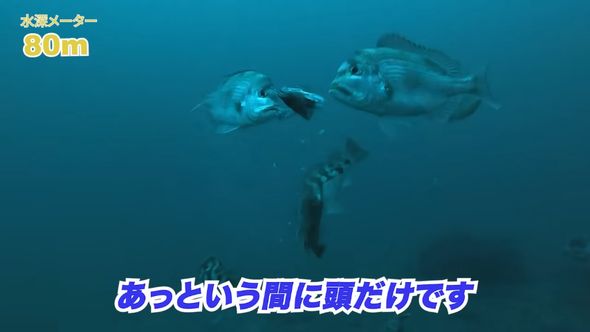 アジに群がる魚の大群