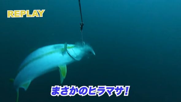 回収中のアジにかぶりつくヒラマサ