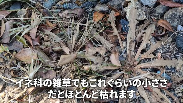 薄めて使うタイプの除草剤を原液でかけた結果枯れたイネ科の植物