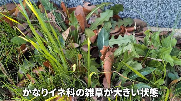 草丈の高いイネ科の植物