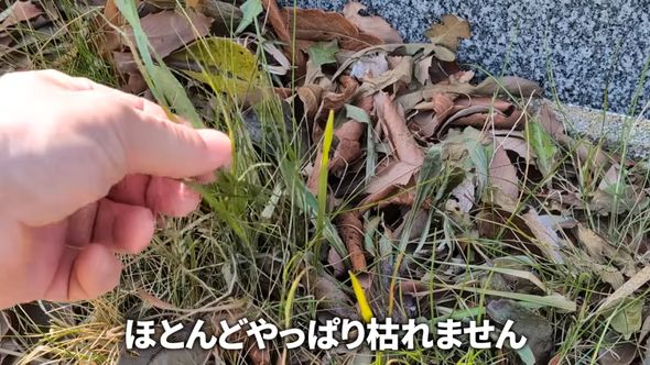 薄めて使うタイプの除草剤を原液でかけても枯れなかったイネ科の植物