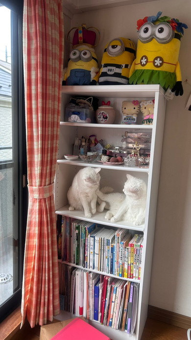 猫ちゃんがくつろぐカラーボックス