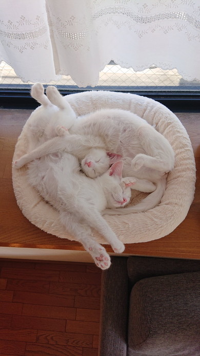 ベッドで一緒に眠る双子姉妹猫ちゃん