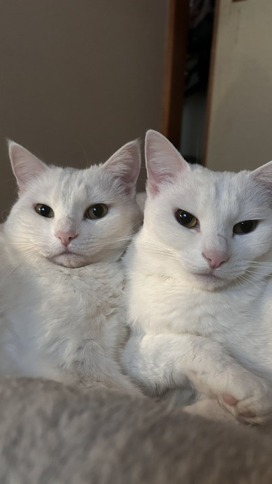 飼い主さんの上に乗る双子姉妹猫ちゃん