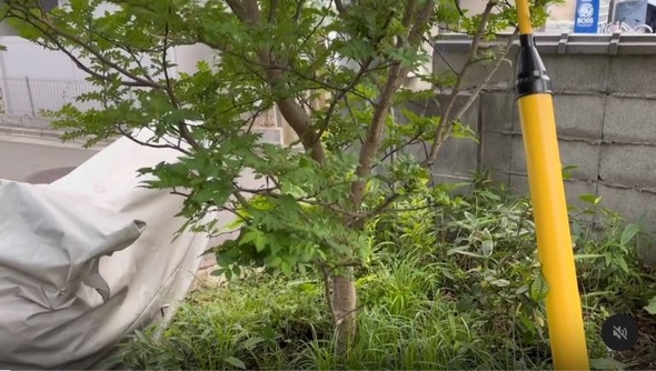 10センチくらいの小さな苗木を植えたら大変なことに