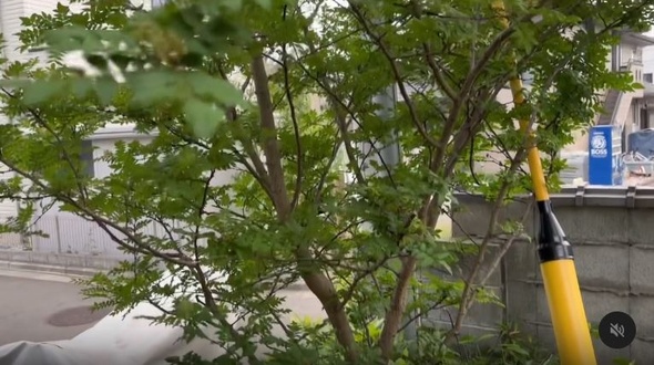 10センチくらいの小さな苗木を植えたら大変なことに