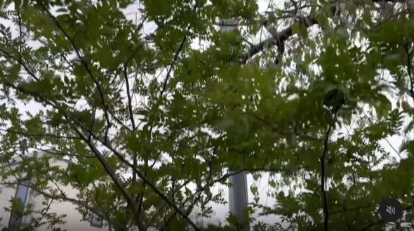 10センチくらいの小さな苗木を植えたら大変なことに