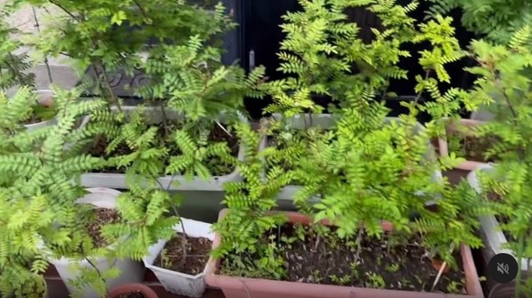 10センチくらいの小さな苗木を植えたら大変なことに