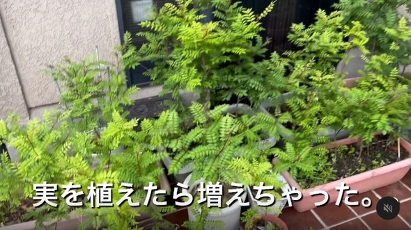 10センチくらいの小さな苗木を植えたら大変なことに