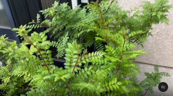 10センチくらいの小さな苗木を植えたら大変なことに