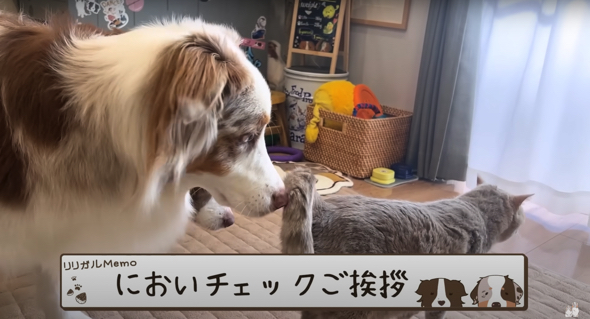久しぶりに実家猫ゴンちゃん♂に会いました！！ | みどりろのブログ