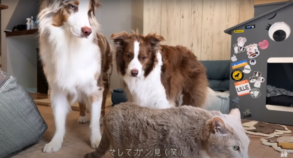 初訪問の猫をガン見するワンコ2匹