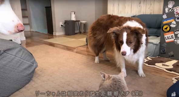 へっぴり腰で絶妙な距離感を保つリーちゃん