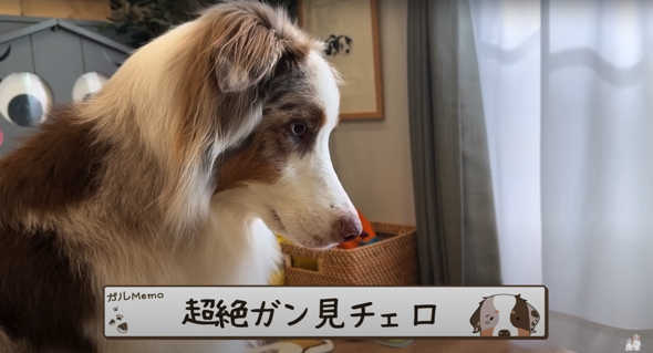 超絶ガン見で熱い視線を向けるガルちゃん