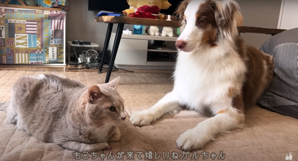 ガルちゃんはもこちゃんから離れようとしません