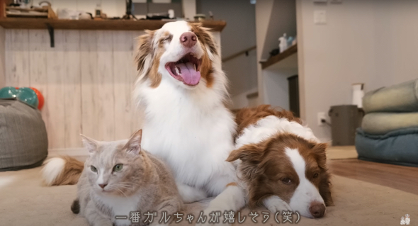 大型ワンコたちの家に実家猫が初めて遊びに来たら…… 予想し