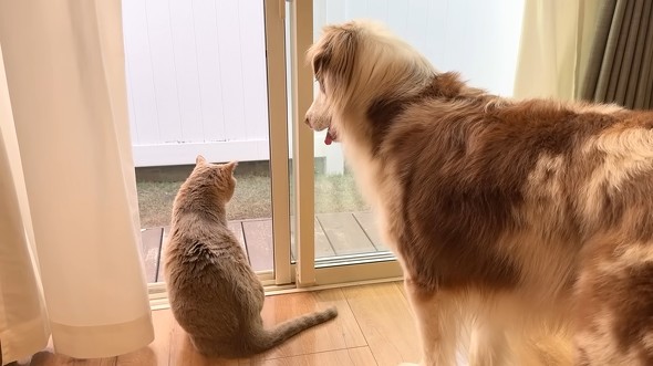 ガルちゃんはもこちゃんから離れようとしません