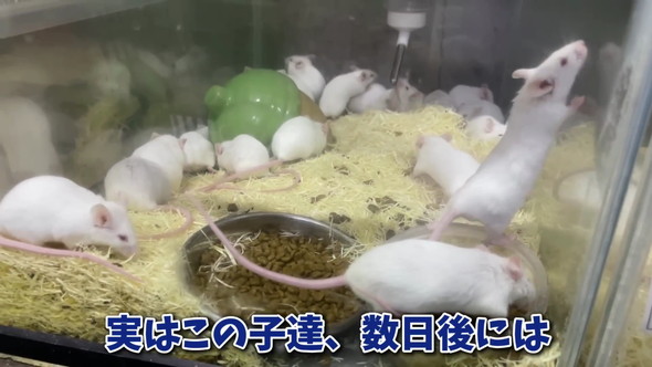 エサ用マウスを飼育