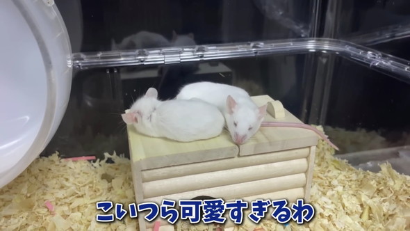 エサ用マウスを飼育