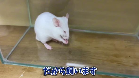 エサ用マウスを飼育