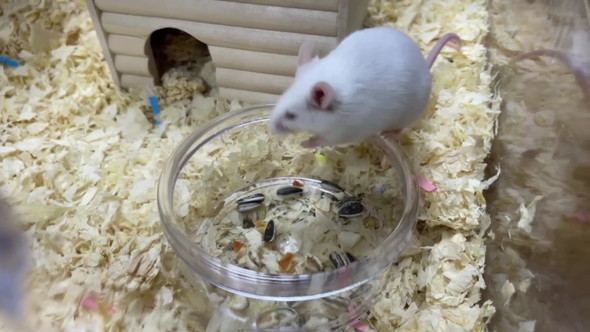 エサ用マウスを飼育