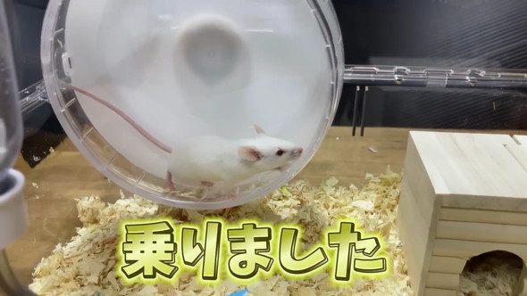 エサ用マウスを飼育
