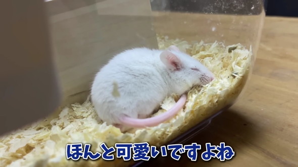 エサ用マウスを飼育