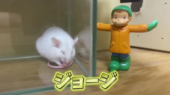 エサ用マウスを飼育